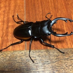 クベラツヤクワガタ　オス単品の画像