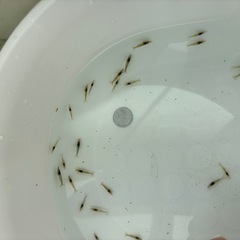 エビの画像