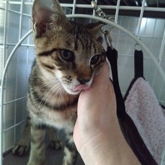 生後３ヶ月、雄
