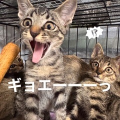 🐾幸運を呼ぶ猫たちの里親さん募集🐾