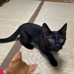 黒猫の元気な一平君