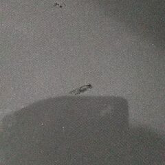 オフィスチェア(黒メッシュ)  の画像