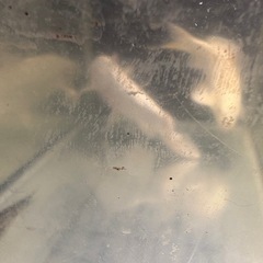 錦鯉2匹売ります。の画像