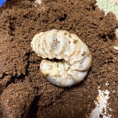 スマトラヒラタ(KDT血統)3齢幼虫ペアの画像