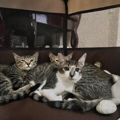 中良し３兄弟　こはく君　そら君　るなちゃん