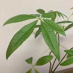 観葉植物パキラ🪴　100cmの画像