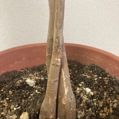 観葉植物パキラ🪴　100cmの画像