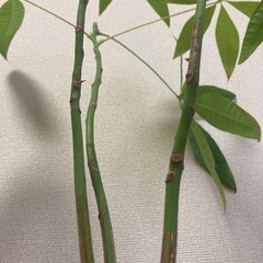 観葉植物パキラ🪴　100cmの画像