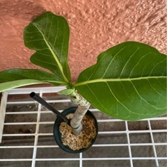 【観葉植物】アデニウム（アラビカム）発根済みの画像