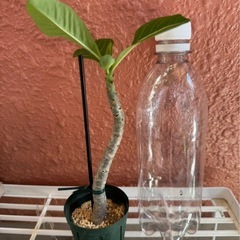 【観葉植物】アデニウム（アラビカム）発根済みの画像
