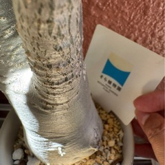 【観葉植物】アデニウム（アラビカム）発根済みの画像