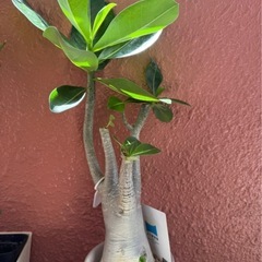【観葉植物】アデニウム（アラビカム）発根済みの画像