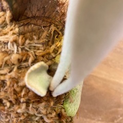 【観葉植物】 ビカクシダ　P. Pedro の画像