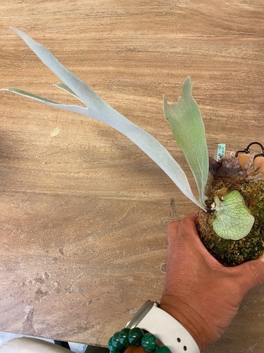 【観葉植物】 ビカクシダ　P. Pedro 