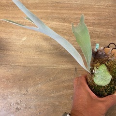 【観葉植物】 ビカクシダ　P. Pedro の画像