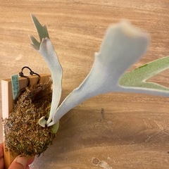 【観葉植物】 ビカクシダ　P. Pedro の画像