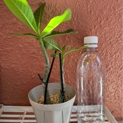 【観葉植物】アデニウム（アラビカム）2本発根済みの画像