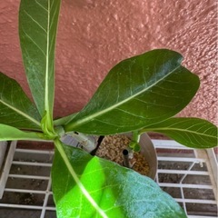 【観葉植物】アデニウム（アラビカム）2本発根済みの画像
