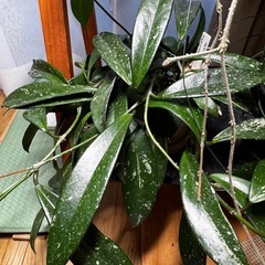 観葉植物 ホヤ　シルバーメタルの画像