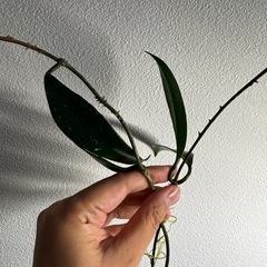 観葉植物 ホヤ　シルバーメタルの画像