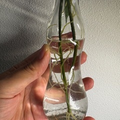 観葉植物 ホヤ　シルバーメタルの画像