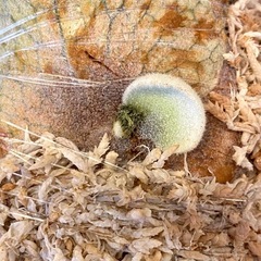 【観葉植物】 ビカクシダ　P. willinckii  griffin 子株 株分けの画像