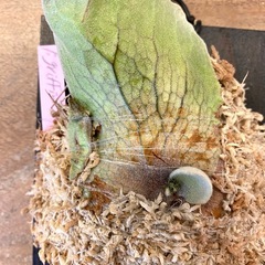 【観葉植物】 ビカクシダ　P. willinckii  griffin 子株 株分けの画像