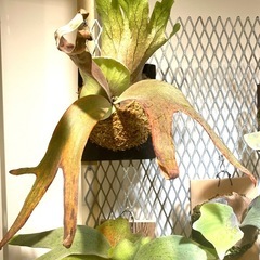【観葉植物】 ビカクシダ　P. willinckii  griffin 子株 株分けの画像