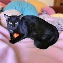 9月27日（土）🌠🪐🌠三鷹で猫の譲渡会🍁🍃🍁黒猫のママ　2…