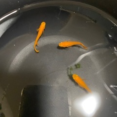メダカ無人販売
の画像