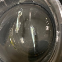 メダカ無人販売
の画像