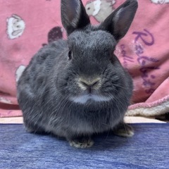 ネザーランドドワーフ メス ブルーオター