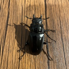 ギラファノコギリクワガタ　トリオの画像