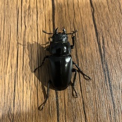 ギラファノコギリクワガタ　トリオの画像
