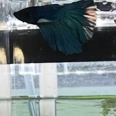 熱帯魚ベタ2匹の画像
