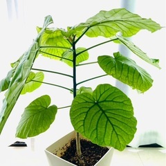 ウンベラータの画像