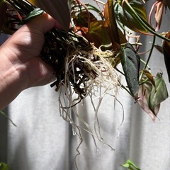 ﾌｨﾛﾃﾞﾝﾄﾞﾛﾝ ﾐｶﾝｽ 観葉植物の画像