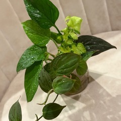 ﾌｨﾛﾃﾞﾝﾄﾞﾛﾝ ﾐｶﾝｽ 観葉植物の画像