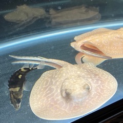 【極美】アルビノクロコダイルスティングレー　メス の画像