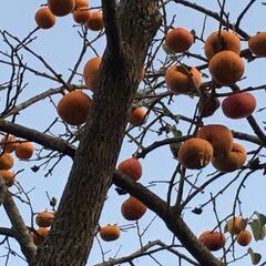 柿が実って来ました。　現地収穫　1,000円/人の画像