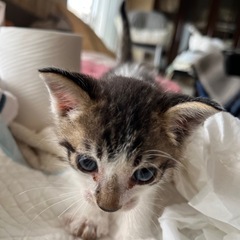 ミルクっ子里親さん募集②