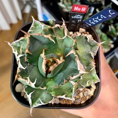 🟣写真更新🟣 アガベ【魔丸】中株🍀低重心肉厚、子株1つ付の画像