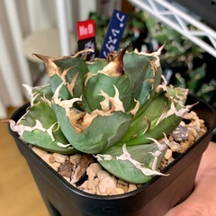 🟣写真更新🟣 アガベ【魔丸】中株🍀低重心肉厚、子株1つ付の画像