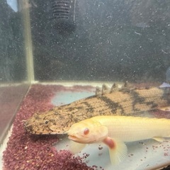 ポリプテルス3体(エンドリケリー、セネガルス、アルビノセネガルス)の画像