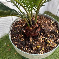 ソテツ蘇轍（観葉植物）　鉢付き①の画像