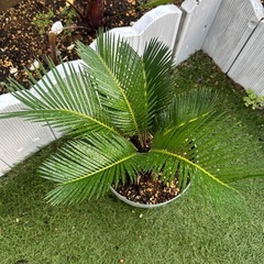 ソテツ蘇轍（観葉植物）　鉢付き①の画像