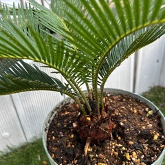 ソテツ蘇轍（観葉植物）　鉢付き①の画像