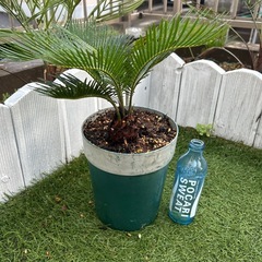 ソテツ蘇轍（観葉植物）　鉢付き①の画像