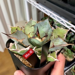 🟣写真更新🟣アガベ【黒犀牛】中株🍀短葉展開中の画像