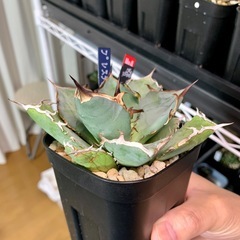 🟣写真更新🟣アガベ【黒犀牛】中株🍀短葉展開中の画像